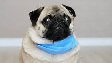 Pug dog in a protective mask on quarantine