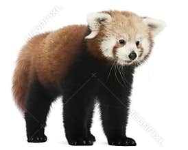 Young Red panda or Shining cat, Ailurus fulgens