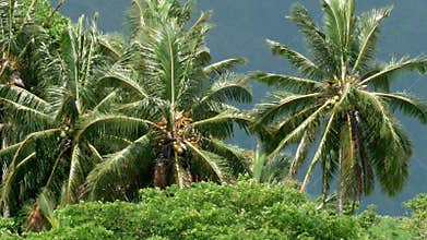 Palm trees blowing in the wind Hawaii