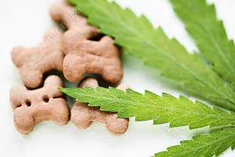 Concept of medical marijuana for pets concept. Hemp Dog Treats. Legal medicinal applications of marijuana-themed CBD food for Dogs