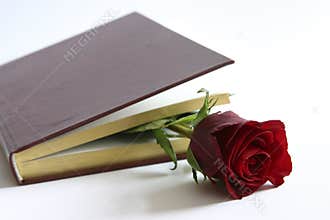 Red rose in a book