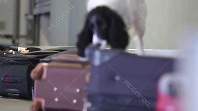 Border dog searches for drugs in baggage