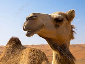 Portrait of camel in desert
