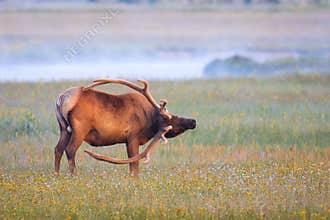 Back Scratcher, Bull Elk
