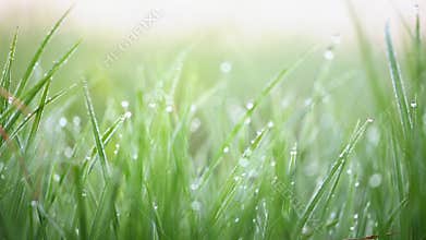 Green grass with morning dew