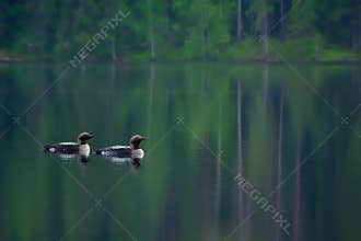 Two Arctic Loons on beautiful lake in Finland in the morning. Also called Black-throated loon Gavia arctica, Black-throated