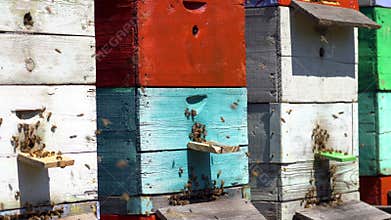 Colorful bee hives, an endless stream of bees flies from the hive