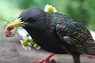Close up of a Common Starling Eating Raisins II- Sturnus vulgaris