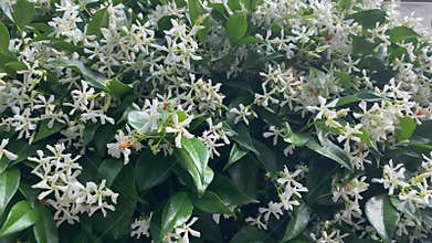 White climbing jasmine hedge with flowers