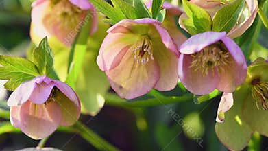 Pink Hellebore flower, Helleborus niger