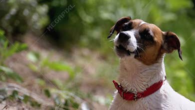 Domestic Dog in the Collar Barks. Slow Motion