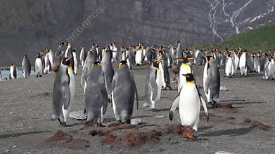 King penguin Colony with chicks