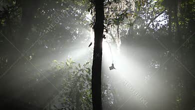 Heavenly light in the forest