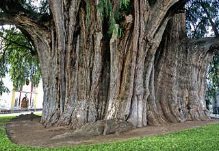 Tree of Tule