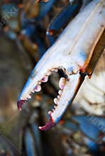 Pointy sharp Blue Crab Claw up-close