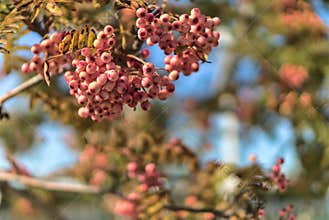 Beautiful autumnal pink berries of Sorbus vilmorinii Rowan tree