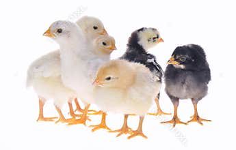 Chicks.
