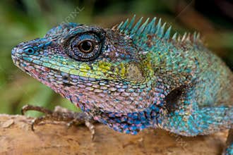 Blue-crested Lizard
