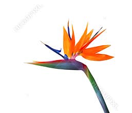 Brightly colored Bird of paradise flower closeup on a white background