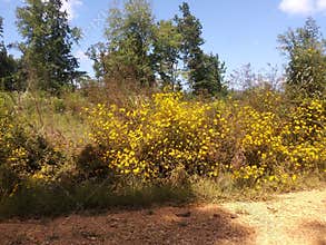 Autumn flowers in bloom
