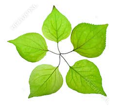Five green leaf look like a five-pointed star