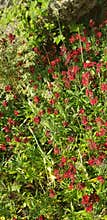 Red Flowers in Garden Outside of Shakespeare& x27;s Daughter& x27;s House in UK
