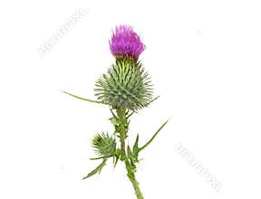 Thistle