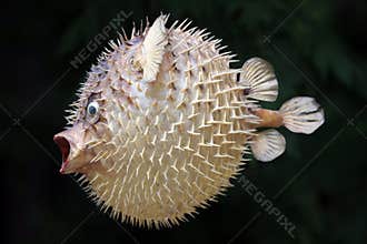 Front view of a blow fish or porcupine fish