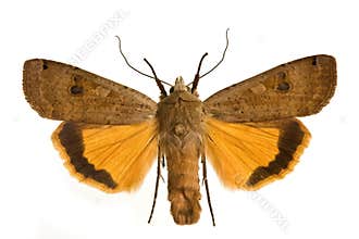 Noctua pronuba