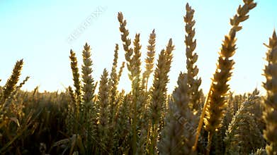 Wheat field. Golden ears of wheat on the field. Background of ripening ears of meadow wheat field. Rich harvest