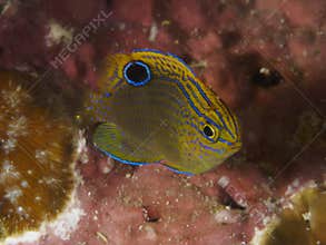 Ocellate damselfish