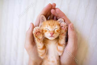 Kitten sleeping in man hands. Cats sleep