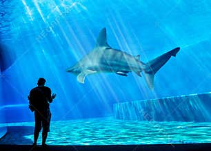 A visitor is looking at a huge shark in his own tank in the local Aquarium - blue environment. Attack, animal.