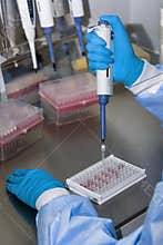Work with ELISA microplate in safety cabinet