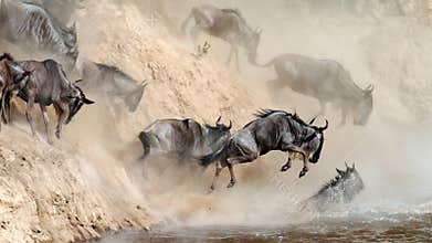 Wildebeest leaping in river