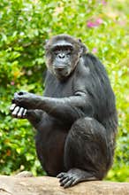 Monkey