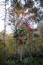 Visit Florida and Explore the Hiking Trails to Experience Fall Colors in Florida