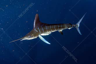 Striped marlin and sea lion hunting in sardine bait ball in pacific ocean
