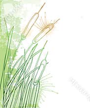 Vector corner bunch of outline Bulrush or reed or cattail or typha with leaves in pastel green on the white background.