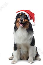 Christmas dog. Pet in a New Year`s cap on a white background. Funny australian shepherd