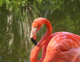 Flamingo Closeup
