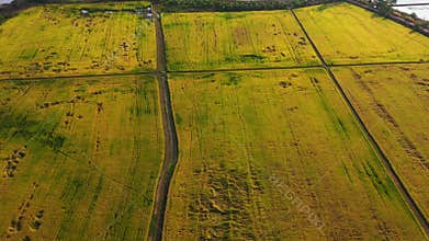 Aerial view of   agriculture field in central of thailand