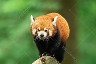 Red panda walking on the tree