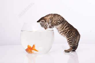 Home cat and a gold fish