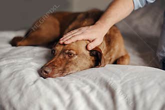 Closeup of master owner hand palm petting stroking dog. Sad old young red-haired pet lying on bed at home. Portrait of cute
