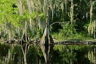 Florida swamp landscape with cypress