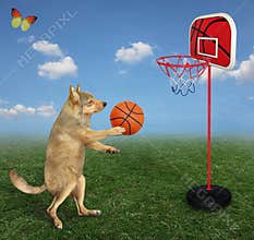 Dog plays basketball in meadow