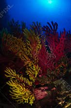 Red gorgonian in Mediterranean sea