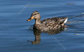 Mallard Duck Hen