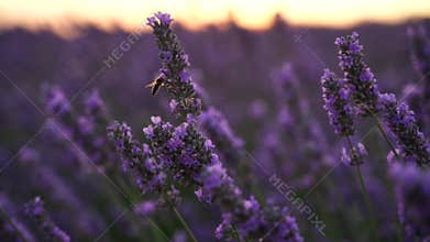 Blooming lavender field sunset. Selective focus. Lavender flower spring background with beautiful purple colors and